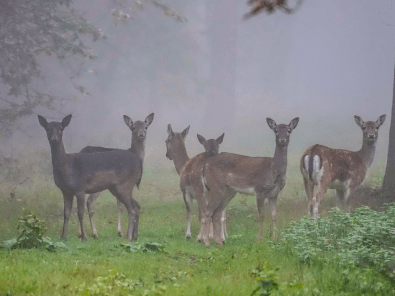 Dag van de stilte 2020